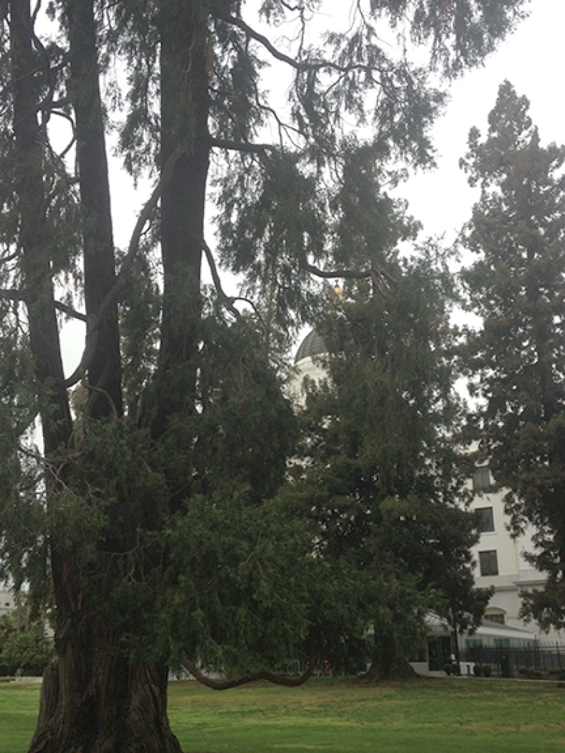 The shady redwood grove near the California capitol