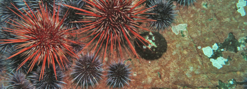 sea urchins underwater