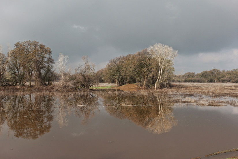 Cosumnes River floodplain