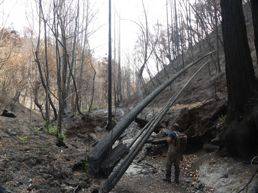 Sea Grant biologist Andy McClary surveys fire impacts on Woods Creek