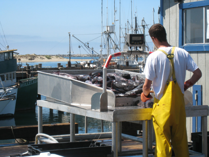 Fish offloading in Morro Bay