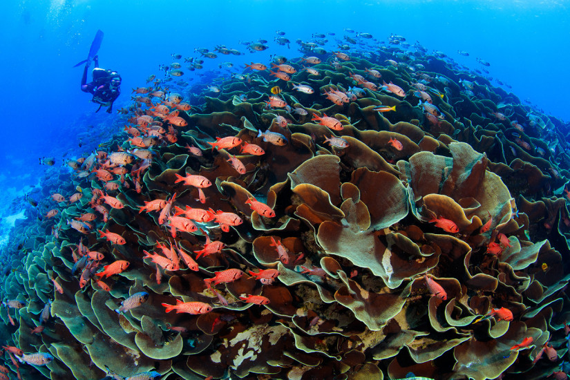 Small colorfish fish swimming around tropical coral.