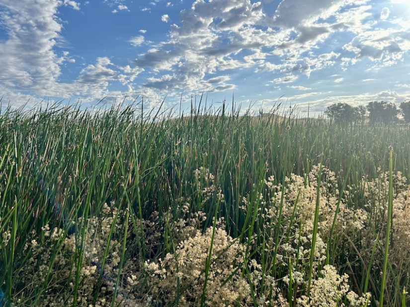 Suisun Marsh