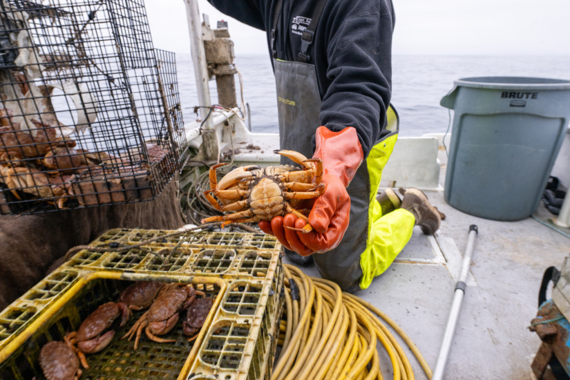 fisherman holding out rock crab above cage full of rock crabs