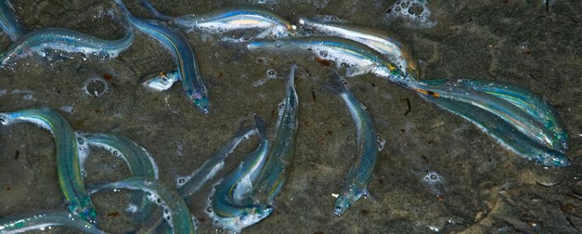Grunion wriggling on sand at night.