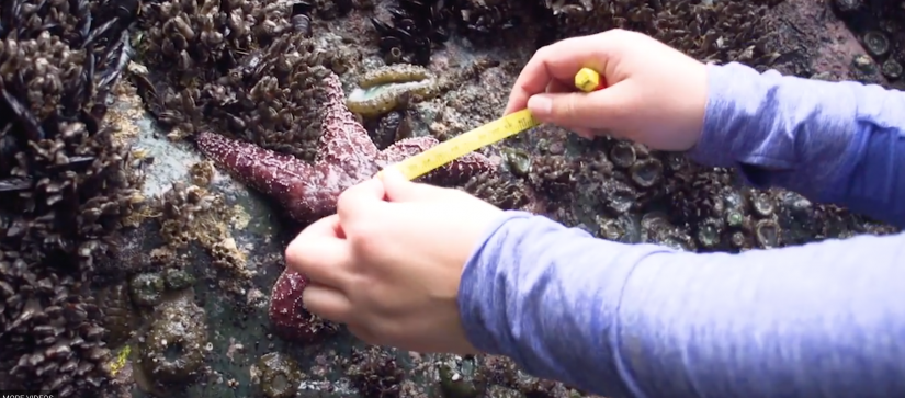 Hands holding a tape measure up to a sea star.