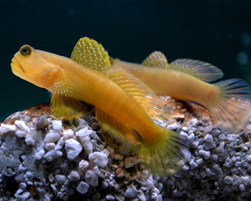 Green watchman goby