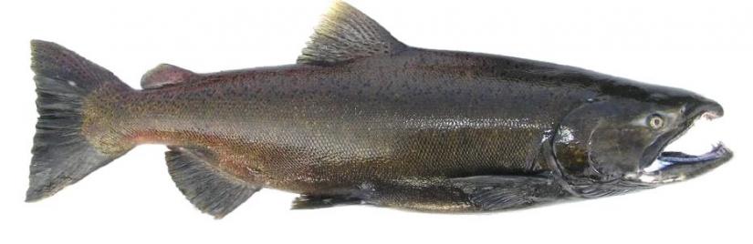 Chinook male (photo credit: Washington Department of Fish and Wildlife)