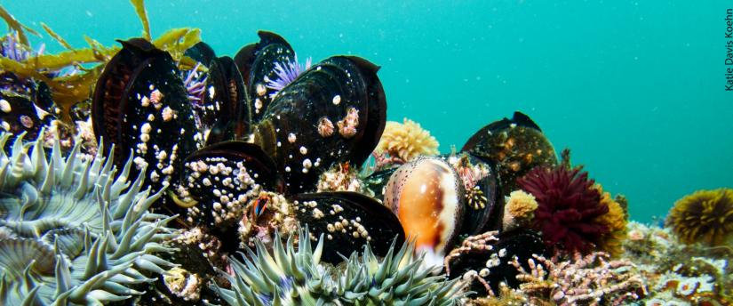 Mussels underwater. Image Credit: Katie Davis Koehn