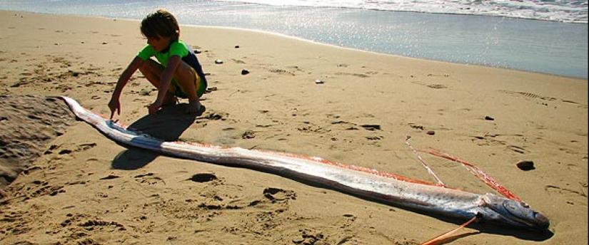 Second “sea serpent” carcass was female with cookiecutter shark | California Sea Grant