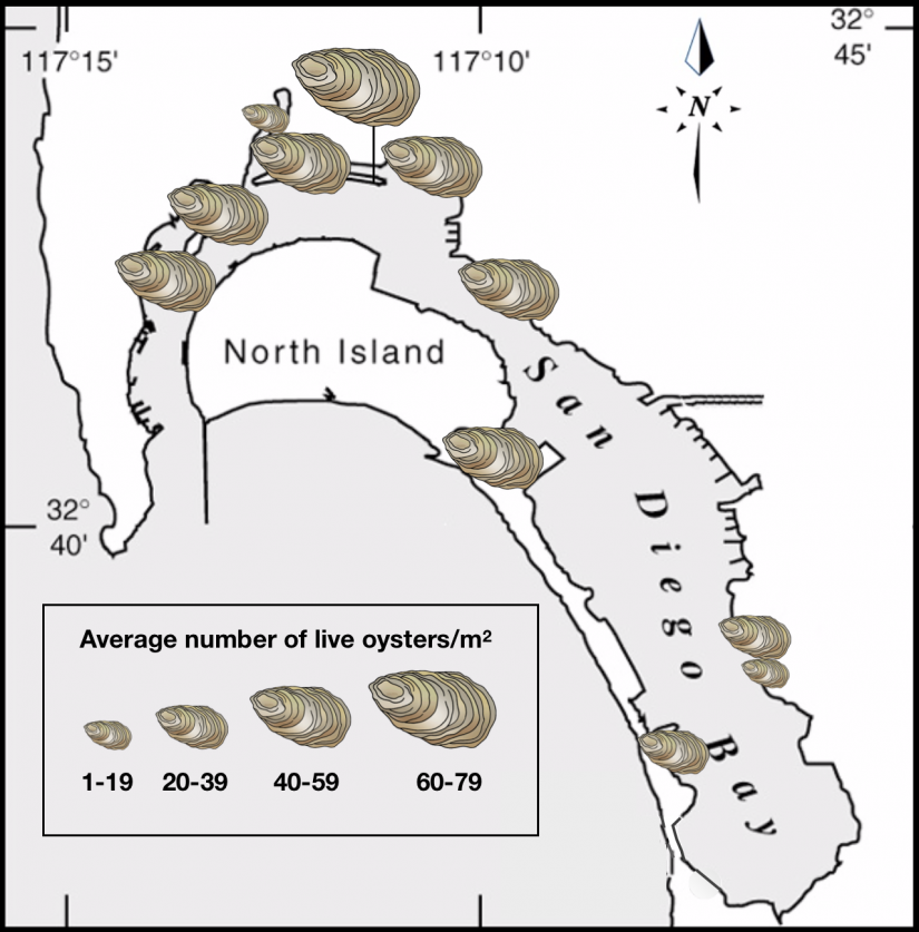 Average density of oysters at each survey site.