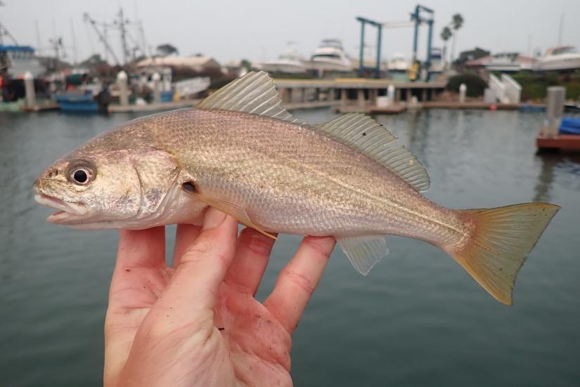 White croaker held up by a person's hand, a dock with boats in the background