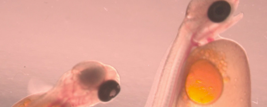 Photo: Stuart Meyers steelhead larvae