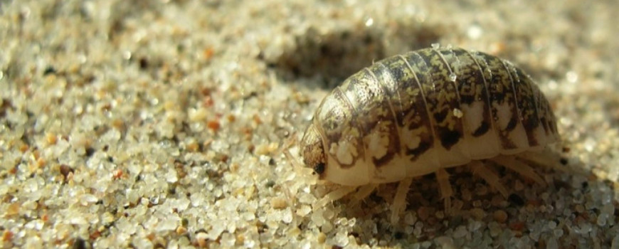 Beach crustaceans going locally extinct | California Sea Grant