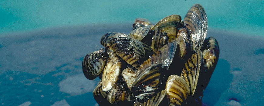 California Sea Grant Helps Manage Invasive Quagga And Zebra Mussels ...