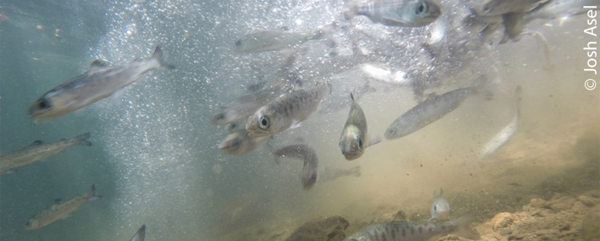 juvenile coho salmon swimming upstream
