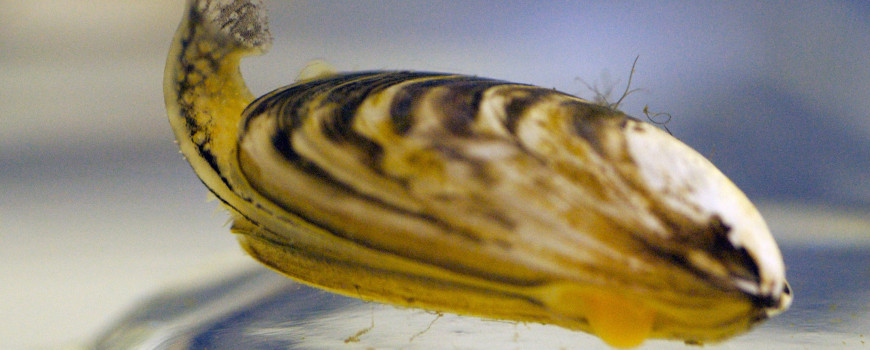 quagga mussel - noaa