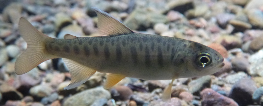 juvenile coho salmon