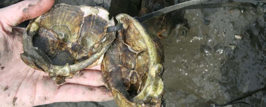 oyster shells growing inside clam shells