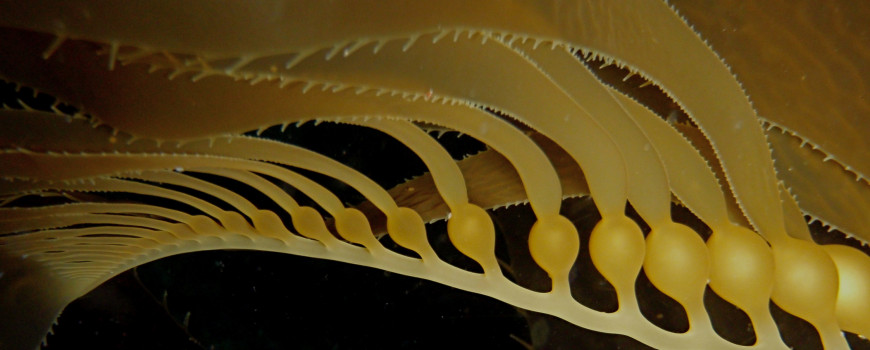 Kelp macro shot.