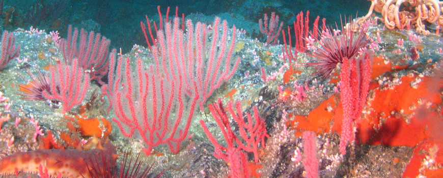Colorful invertebrates cover a rocky habitat inside Sea Lion Gulch State Marine Reserve.