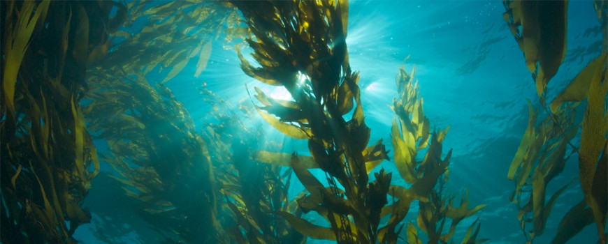Giant Kelp off of California (credit NOAA). 