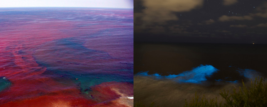 Red Tides in California | California Sea Grant