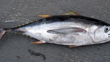 Bigeye Tuna