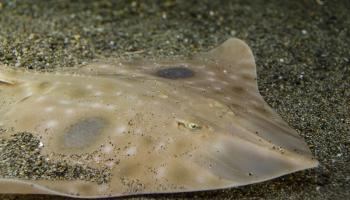 Big Skate