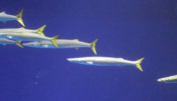 Four California barracuda swimming