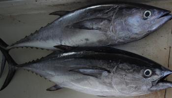 Two landed albacore