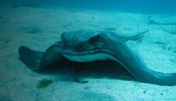 Bat ray on sea floor.
