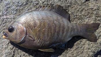 black perch