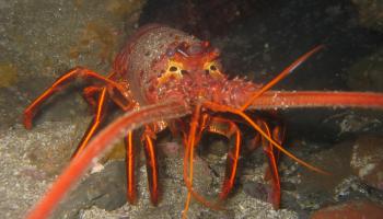 California Spiny Lobster