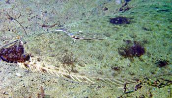 Pacific halibut camouflaged against sandy substrate.