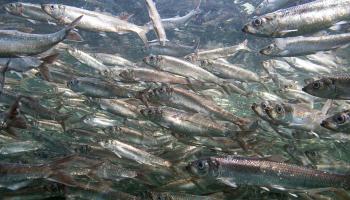 School of Pacific herring.