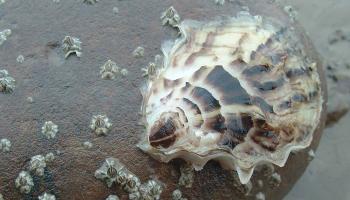Pacific oyster by Paul Brazier/NRW