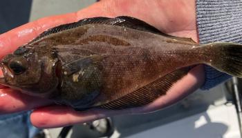 Pacific sanddab