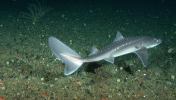 Pacific spiny dogfish swimming along ocean floor