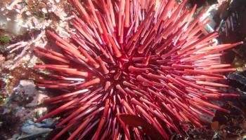 red sea urchin amongst substrate