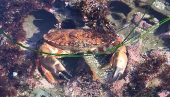 Rock crab hiding amongst substrate 