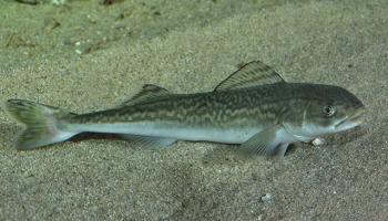 Sablefish (Black cod)