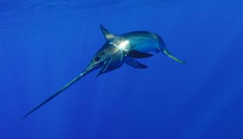 Swordfish in ocean. Joe Fish Flynn/shutterstock