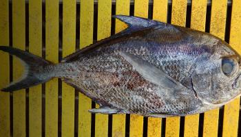 Sickle pomfret laid on a yellow table. Allen Shimada/NOAA Fisheries Collection