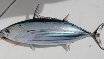 Skipjack tuna.