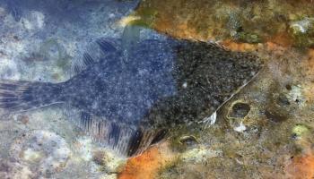Starry flounder underwater amongst substrate