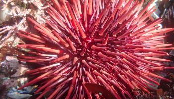 Red sea urchin