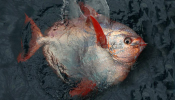 A side profile of an opah spashing at the surface of the water in the ocean. 