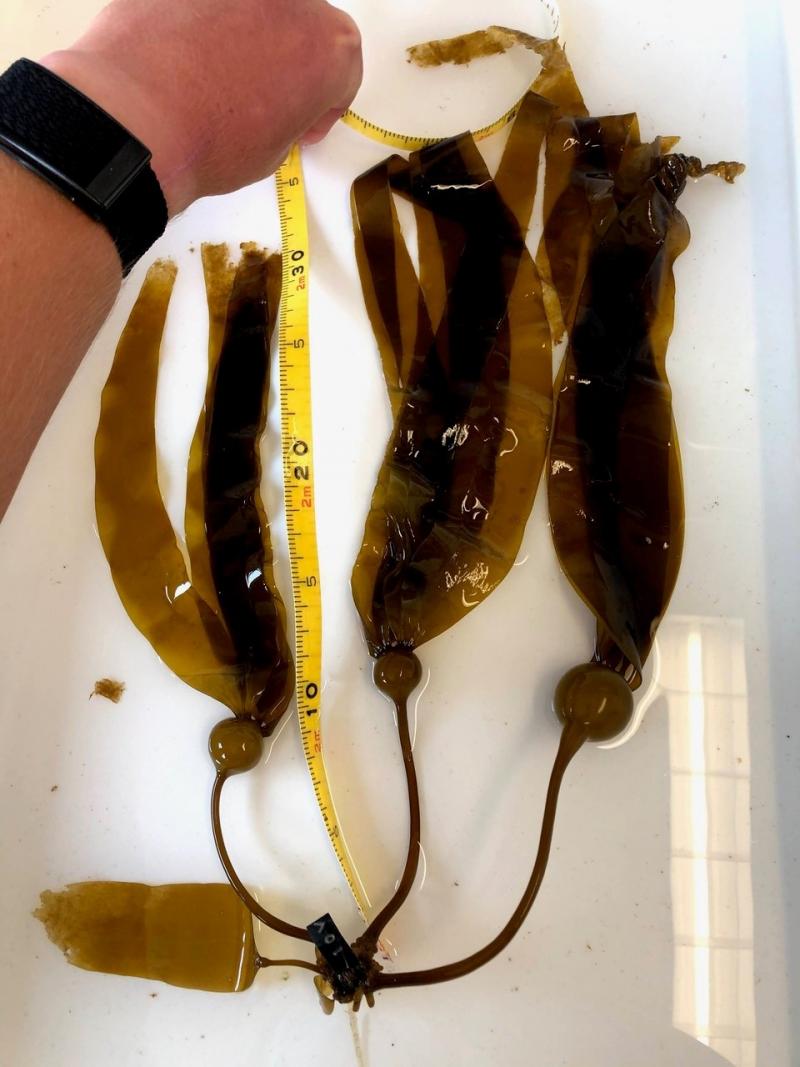 Several “bonsai” bull kelp grown at Monterey Bay Seaweeds for bull kelp restoration. Photo credit: Bennett Bugbee