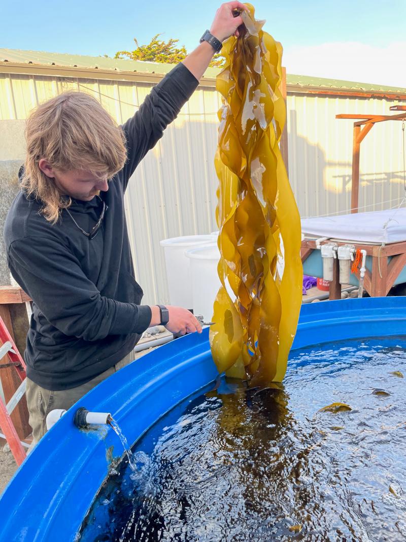 “Green gravel” inoculated with microscopic bull kelp for restoration. Photo credit: Bennett Bugbee